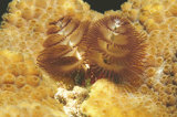 Twin Crhistmas Tree Worms