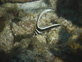 Juvenile Drum Fish