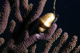 Flamingo Tongue on Gorgonian