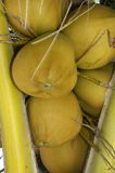 Ripening Coconuts Hang Overhead