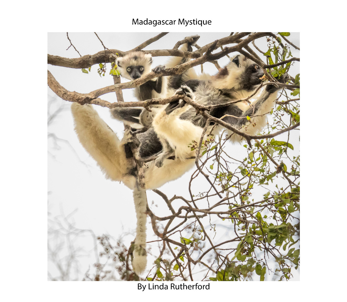 Madagascar Mystique