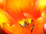 Closeup of Beautiful Flower