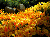 Flowers on Slope