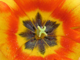 Closeup of Beautiful Flower at Belagio c