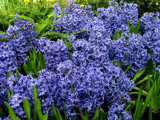 Purple Flowers at Belagio