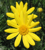 Yellow Daisies