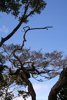 11 tree with blue sky