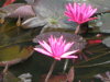 A Pond Around the Street Corner