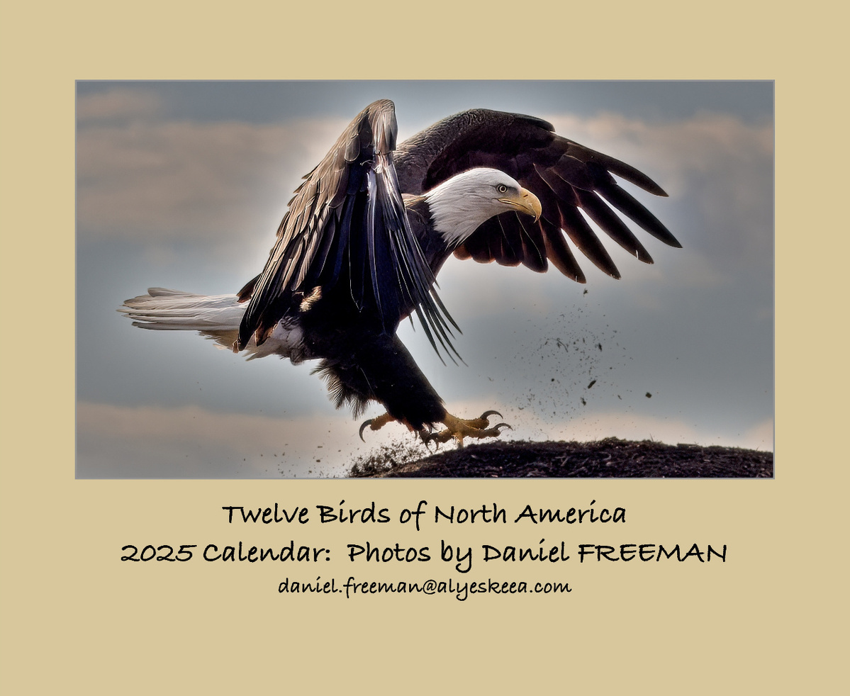 2025 North American Bird Calendar