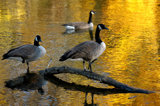 Golden Geese