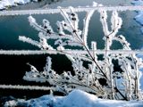 Hoar Frost