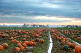 November Pumpkins