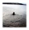 Barney's Last Swim, January 12, 2005