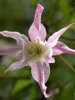 Clematatized