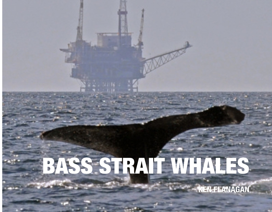 Bass Strait Whales